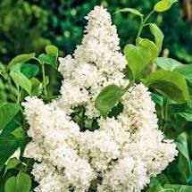 liliac lemon