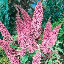liliac pink