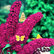 liliac royal red