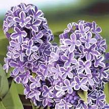 liliac sensation