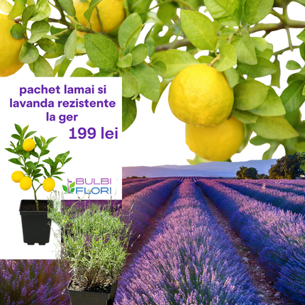Pachet 3 Lămâi Rezistente la Ger + 2 Lavande – Aromă și Culoare în Grădina Ta