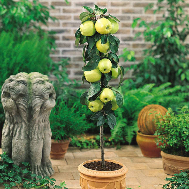 Mar golden columnar (coacere medie)