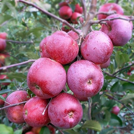 mar florina