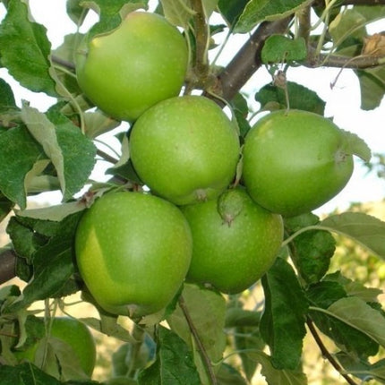 mar granny smith