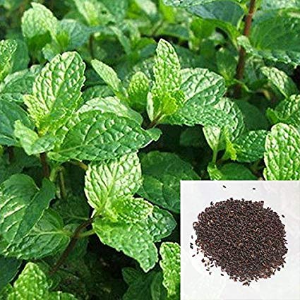 menta