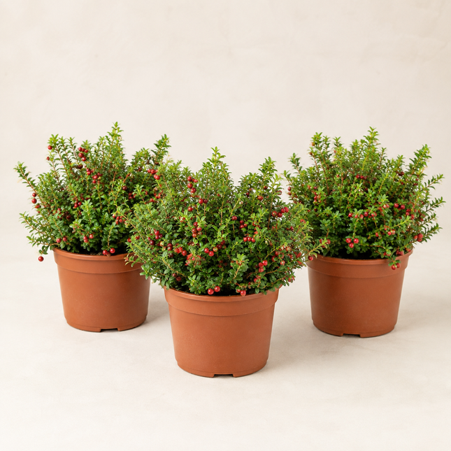 🌿 Pachet Explorer – 3 Soiuri Premium de Merișor (Vaccinium vitis-idaea) 99 Lei • Transport Gratuit