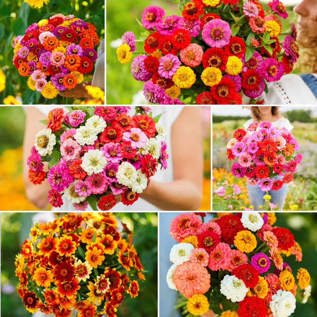 Semințe Profesionale Cârciumărese (Zinnia elegans)