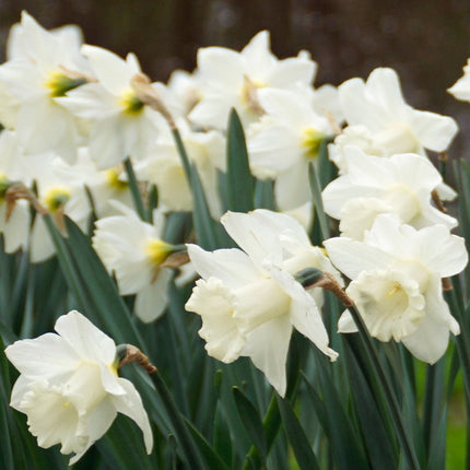 narcisa trompeta gigant -Narcisă Watch Up set de 3 bulbi