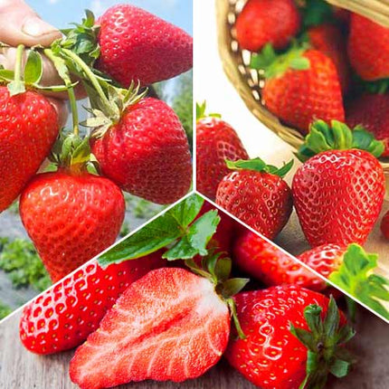 Stoloni de Căpșuni Giganttella la Ghiveci – Căpșuni mari, dulci și ușor de cultivat în ghiveci