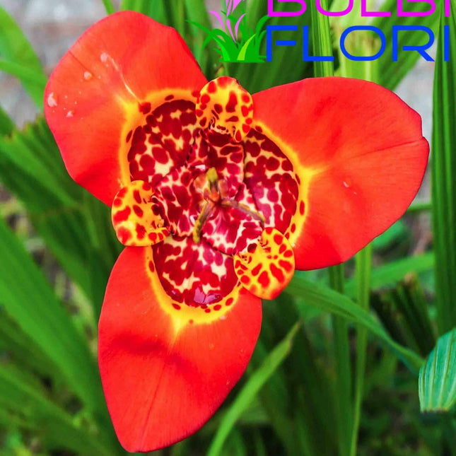 orhidee de gradina orange 3 buc