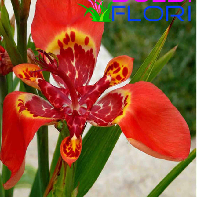 orhidee de gradina red 3 buc