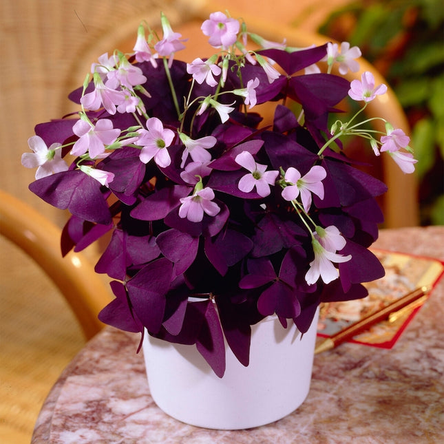 oxalis triangularis 10 buc