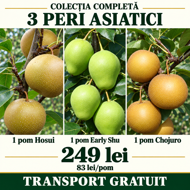 Pachet 3 peri asiatici Hosui + Early Shu + Chojuro – colecția completă, 249 lei