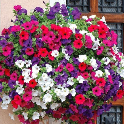 petunia mixt
