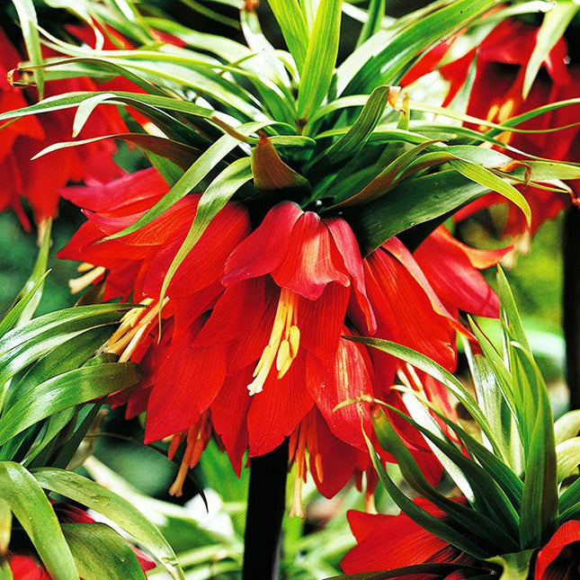 Set Fritilaria Floarea Paștelui anti cârtițe