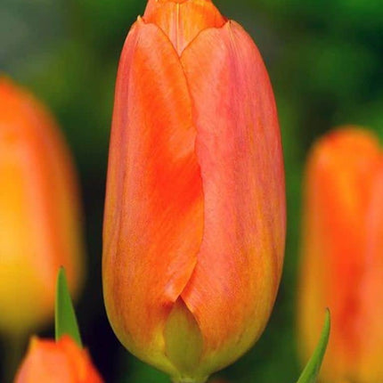Lalele Orange Breeze 5 buc