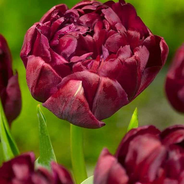 Lalele Uncle Tom 5 buc