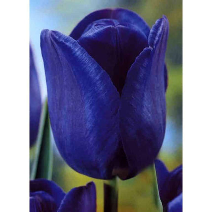 Lalele Blue Aimable 5 buc