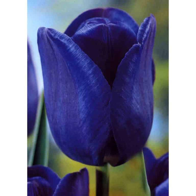 Lalele Blue Aimable 5 buc