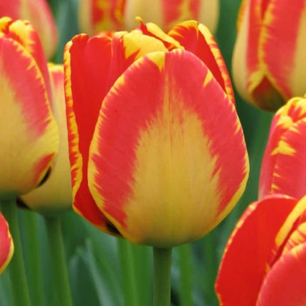 Lalele Banjaluka 5 buc