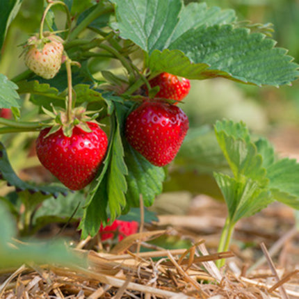 Stoloni de Căpșuni Giganttella la Ghiveci – Căpșuni mari, dulci și ușor de cultivat în ghiveci