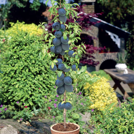 Prun columnar (coacere medie)