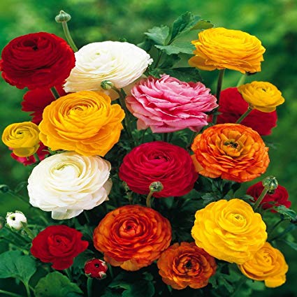 Pachet mix ranunculus 60 de bulbi