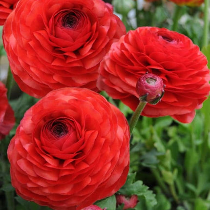 Ranunculus Red 9 buc