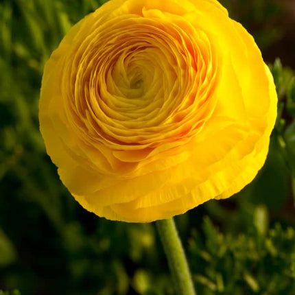 Ranunculus Yellow 9 buc