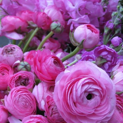 Ranunculus Pink 9 buc
