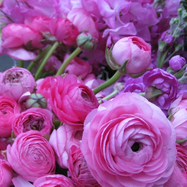Ranunculus Pink 9 buc