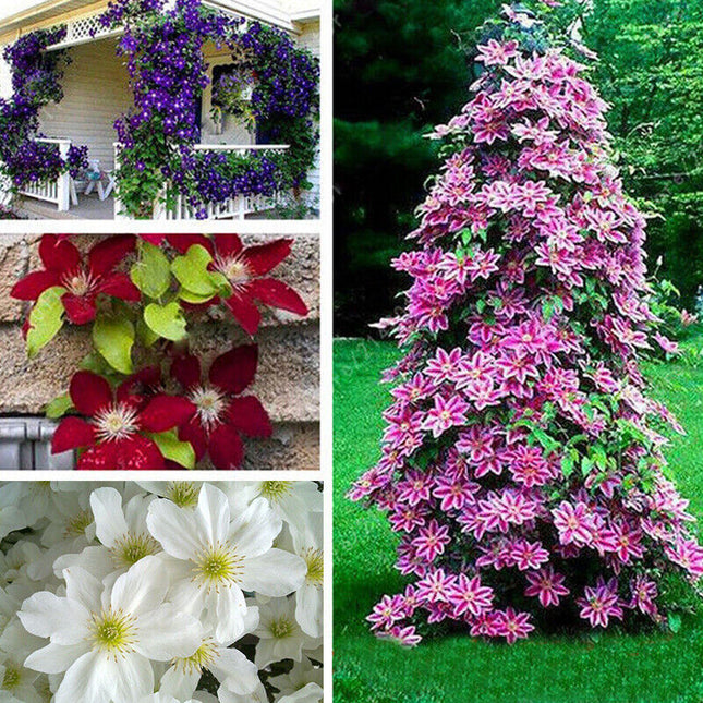 Clematis Mix Deluxe – Pachet 5 plicuri