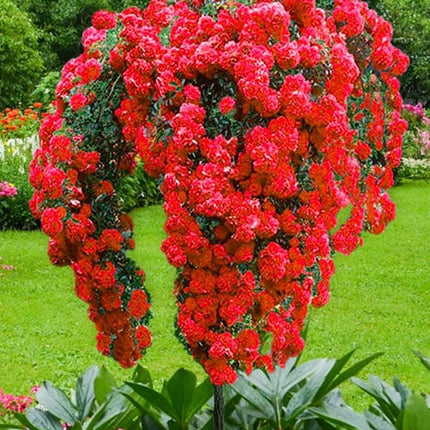 Trandafiri pomisor plangator Red scarlet