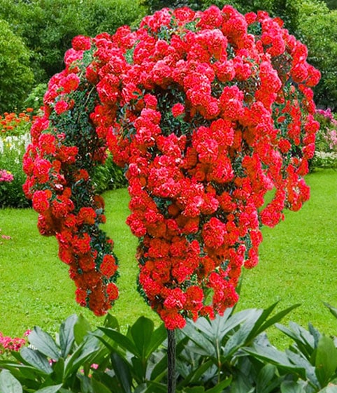 Trandafiri pomisor plangator Red scarlet