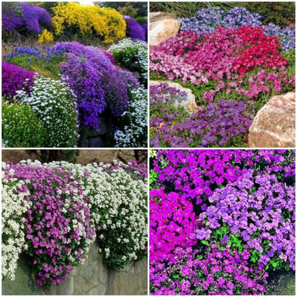 seminte aubrieta mixt