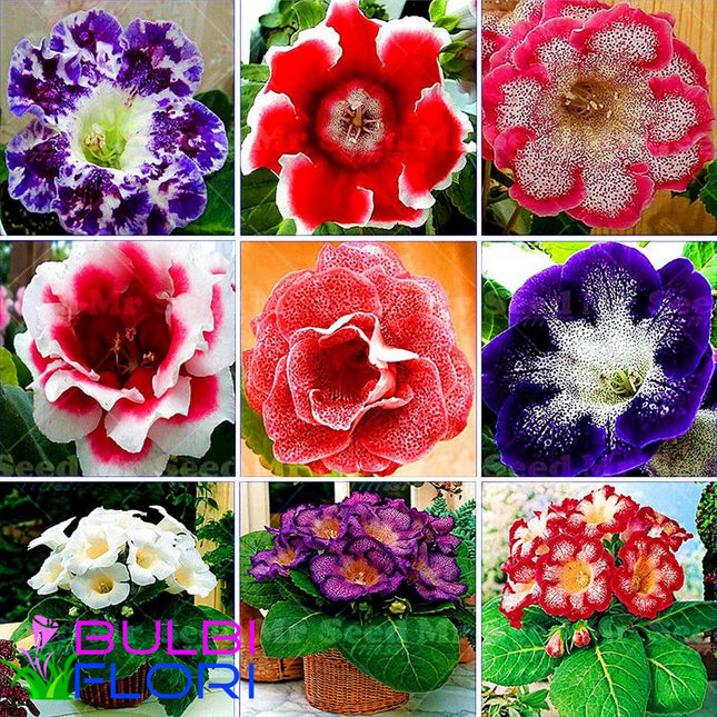 Seminte de Gloxinia mixt