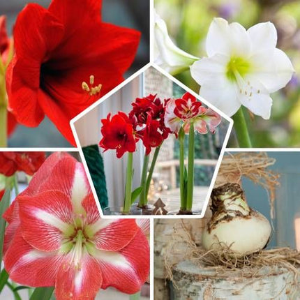 mix bulbi de amaryllis set de 10 bulbi Hippeastrum