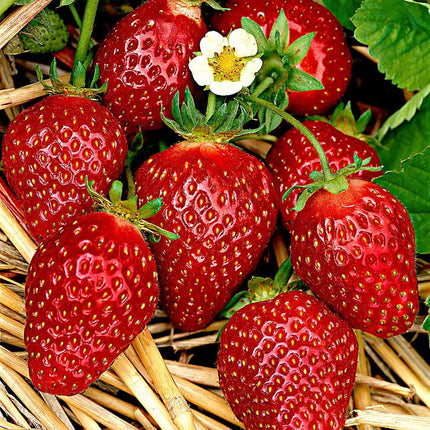 CAPSUNI FRAGARIA KORONA STRAWBERRY 1 GHIVECI