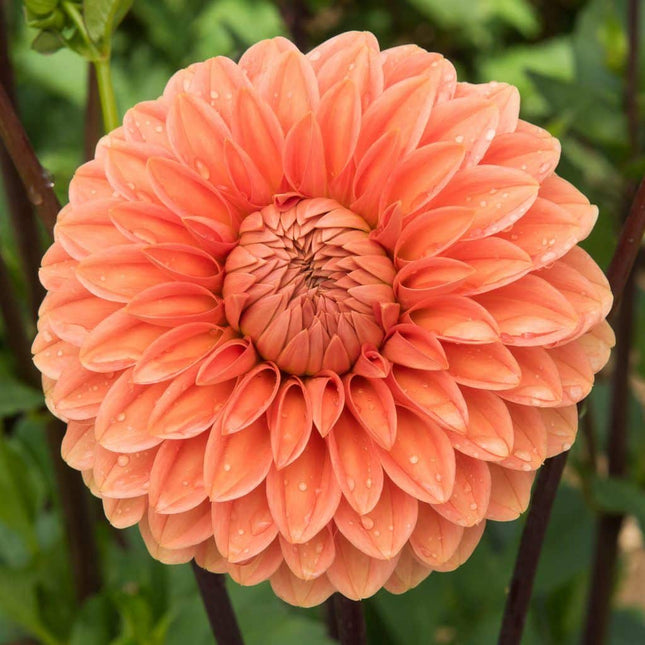dalia sylvia 3 buc