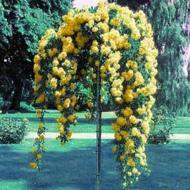 Trandafir pomisor plangator Glod