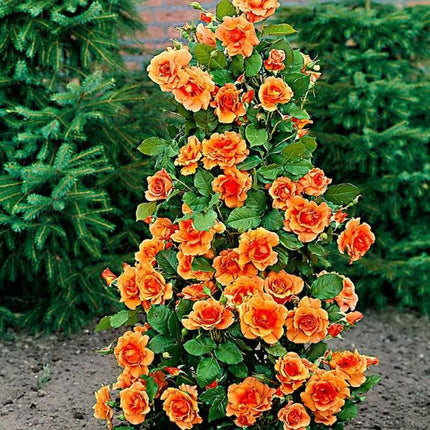Trandafir urcator orange 1 buc