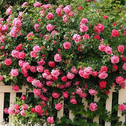 Trandafir urcator roz pink 1 buc