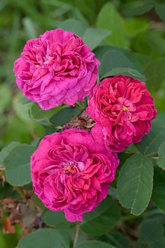 Trandafiri de dulceta rose de rescht 1 buc