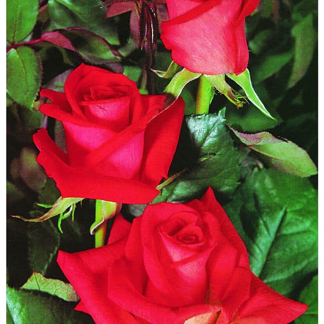 butasi trandafiri perle 1 buc