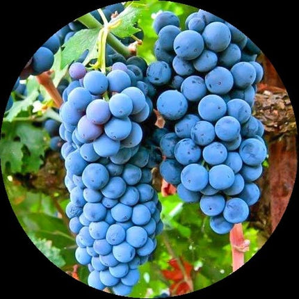 Vita de vie Cabernet sauvignon  25 buc