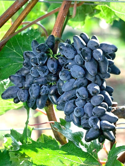 Vita de vie fara samburi attica 25 buc