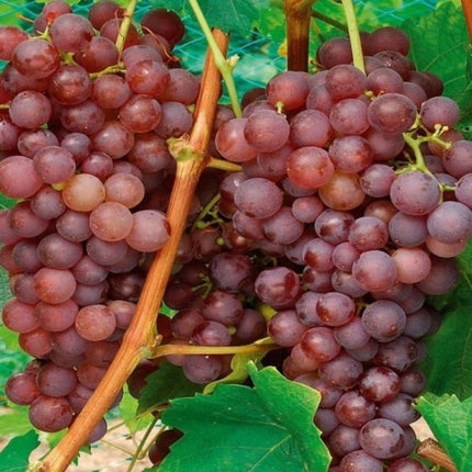 Vita de vie fara samburi traminer roz la ghiveci
