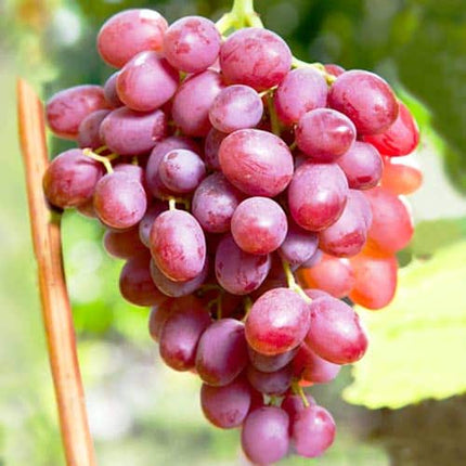 Vita de vie Kismis roz  25 buc