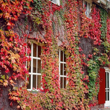 Vita de vie ornamentala Parthenocissus quinquefolia