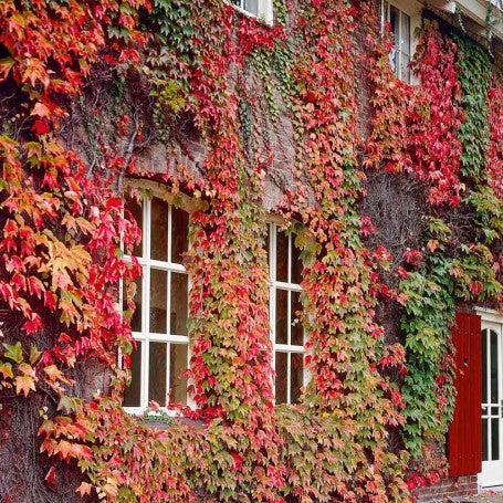 Vita de vie ornamentala Parthenocissus quinquefolia